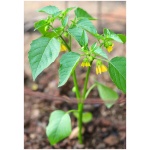 Organic tomatillo plant